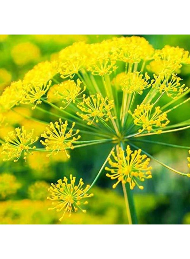 Dill Imported Soya Herb Seeds