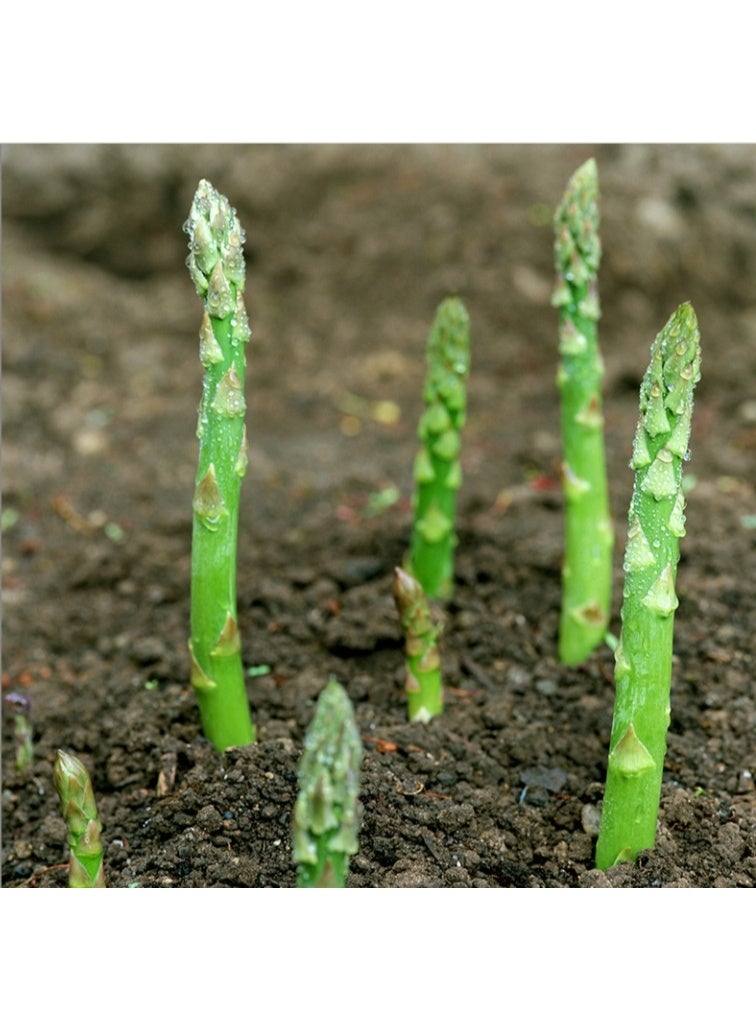 ٥٠ بذرة هليون، بذور شرقية طازجة، بذور خضراوات للزراعة، مجموعة بذور سلطة سهلة الزراعة للحديقة، بذور شرقية طازجة - Image 2
