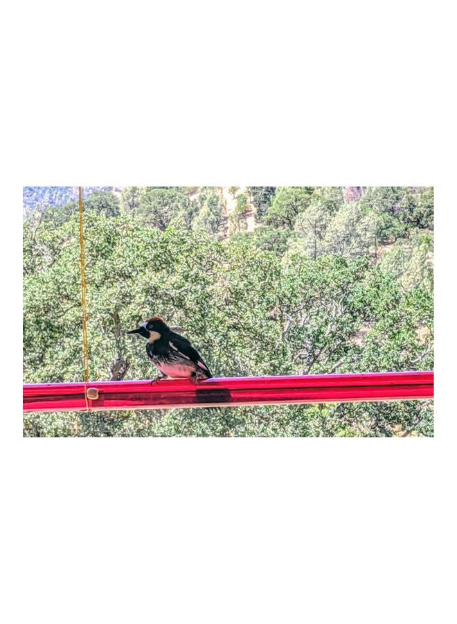 Generic Hummingbird Feeder Transparent  - Image 4