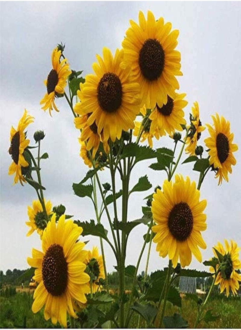 GGOOT 100pcs Sunflower Seeds Yellow Flowers Rich Fragrance Decorate The Bedroom and Put it at The Head of The Bed to Help Sleep  - Image 1