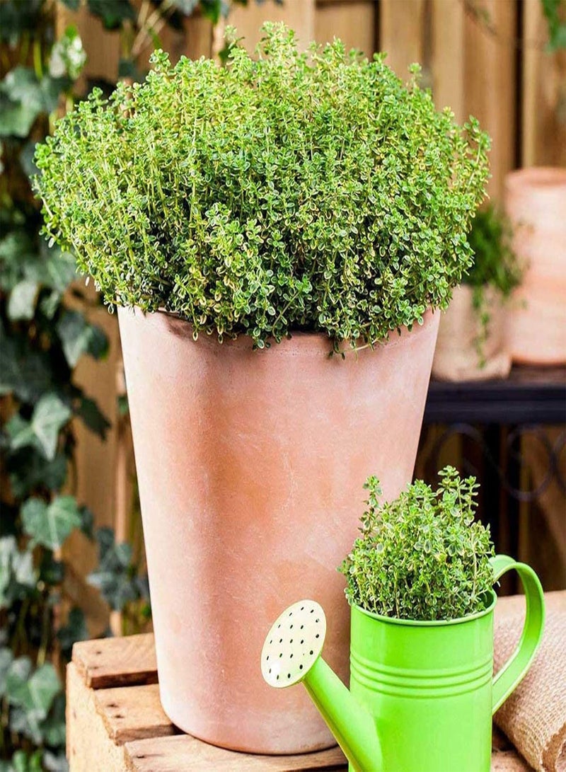 GGOOT Premium Plant Seeds Vegetable Fruit Flower Seeds600Pcs Easy-Care Non-GMO Lightweight Assorted Natural Rock Cress Seeds Indoor Plant Seeds for Outdoor -Light Blue - Image 3