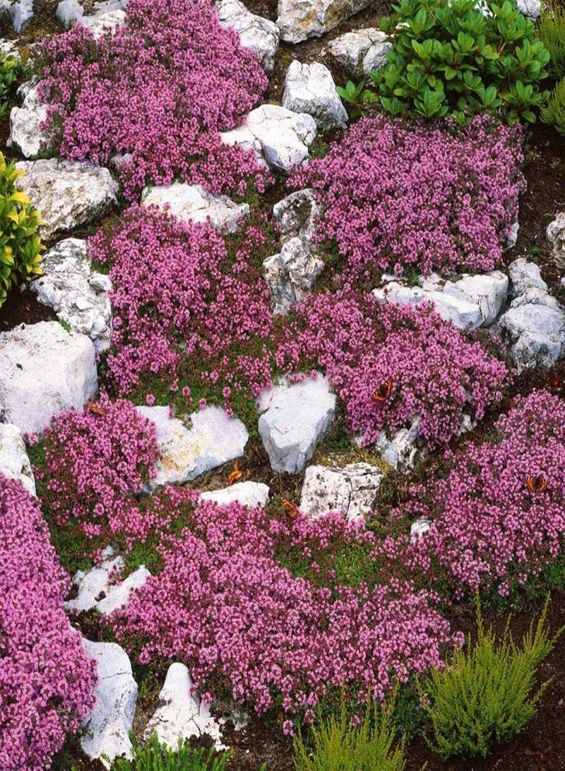 GGOOT Premium Plant Seeds Vegetable Fruit Flower Seeds600Pcs Easy-Care Non-GMO Lightweight Assorted Natural Rock Cress Seeds Indoor Plant Seeds for Outdoor -Light Blue - Image 1