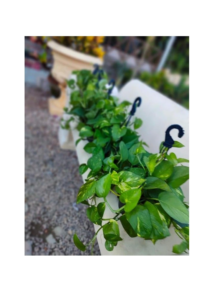 نبات بوتس ( اوراق خضراء ) قطر 20 سم (3)