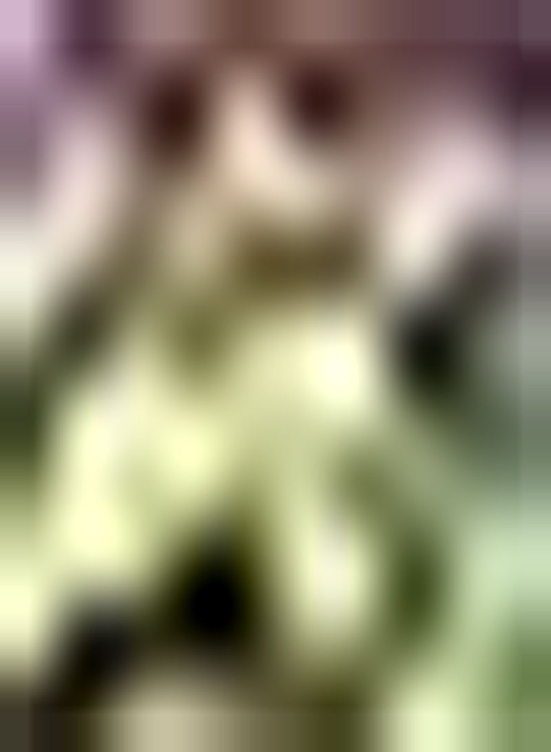 GGOOT seeds 100 Gourmet Mixed Lettuce Seeds 6 Varieties Loose Leaf Salad Collection Mix UK - Image 1