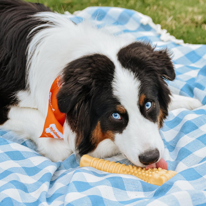 Nylabone Power Chew Textured Knuckle Bone - Dog Toys for Aggressive Chewers - Peanut Butter Chew Toy - Large Dog Chew Toys - Peanut Butter Flavor, X-Large - Over 50 Ibs. (1 Count) - Image 2