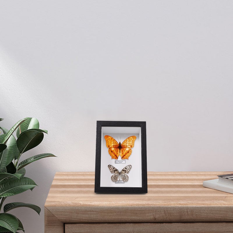 Small display box for insect specimens, memorabilia, and photos with glass window - Image 4