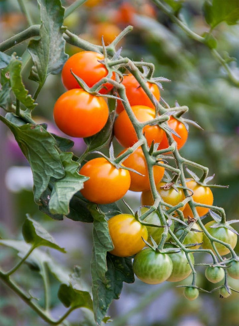 GGOOT - Tomato Golden Cherry - 5 Vegetable/Fruit Seeds - Image 2