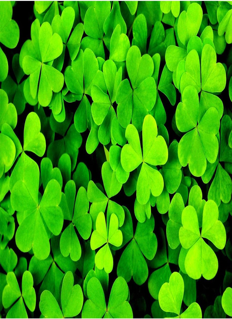 GGOOT - 1500 Clover Seeds Irish/Trois Sheets/Shamrock Trifolium Dubium - Image 1