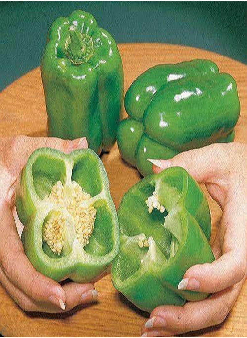 GGOOT Sweet Pepper Vegatable Plant Seeds, Easy to Grow, Spring Garden, Big Bertha Hybrid, Pack of 15  - Image 2