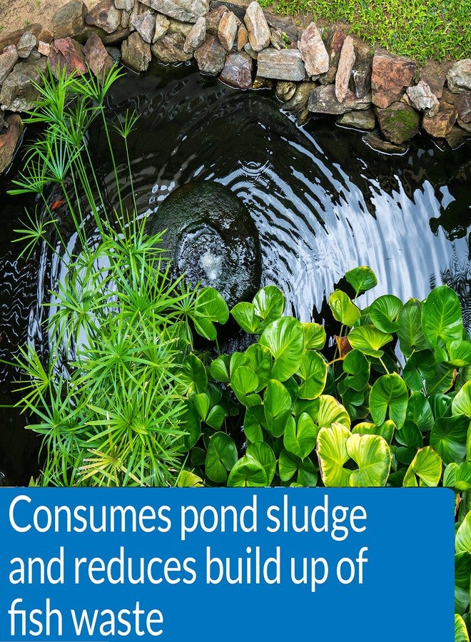 ايه بي آي منظف البرك API POND-ZYME SLUDGE DESTROYER مع بكتيريا البرك الطبيعية والشعير، عبوة 8 أونصة (146) - Image 3
