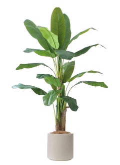 Banana Plant