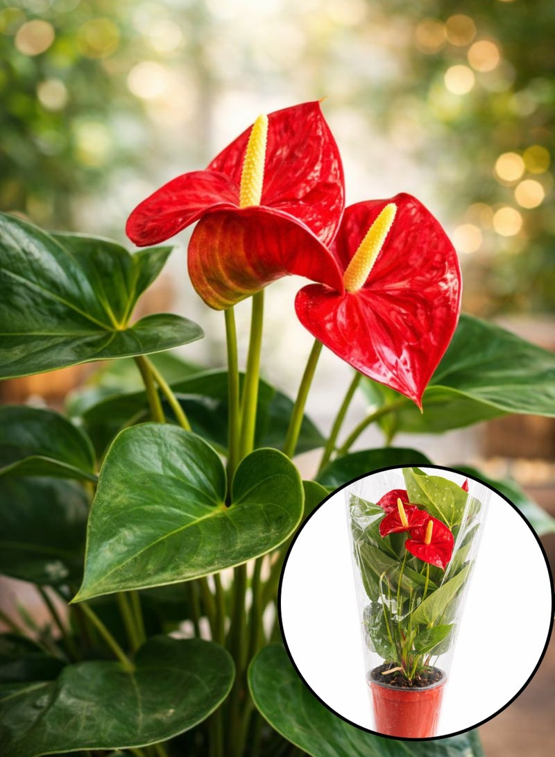 نبات الأنثوريوم المزهر الداخلي (ارتفاع 30-40 سم) | نبات زهرة الفلامنجو الطبيعي | أنثوريوم أندريانوم | نبات فاخر لتزيين المنزل والمكتب - Image 3