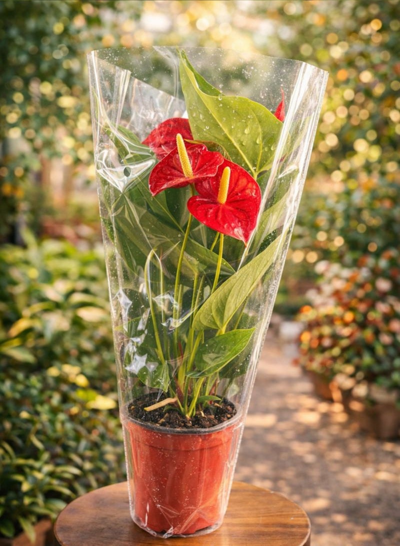 نبات الأنثوريوم المزهر الداخلي (ارتفاع 30-40 سم) | نبات زهرة الفلامنجو الطبيعي | أنثوريوم أندريانوم | نبات فاخر لتزيين المنزل والمكتب - Image 5