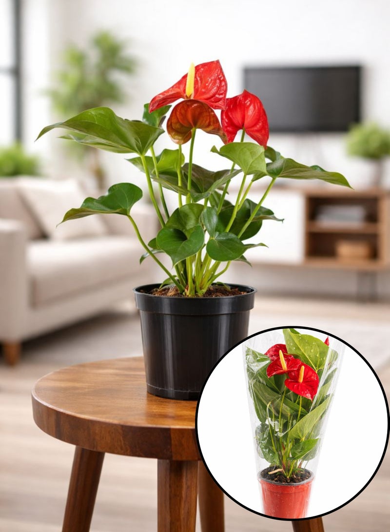 نبات الأنثوريوم المزهر الداخلي (ارتفاع 30-40 سم) | نبات زهرة الفلامنجو الطبيعي | أنثوريوم أندريانوم | نبات فاخر لتزيين المنزل والمكتب - Image 1