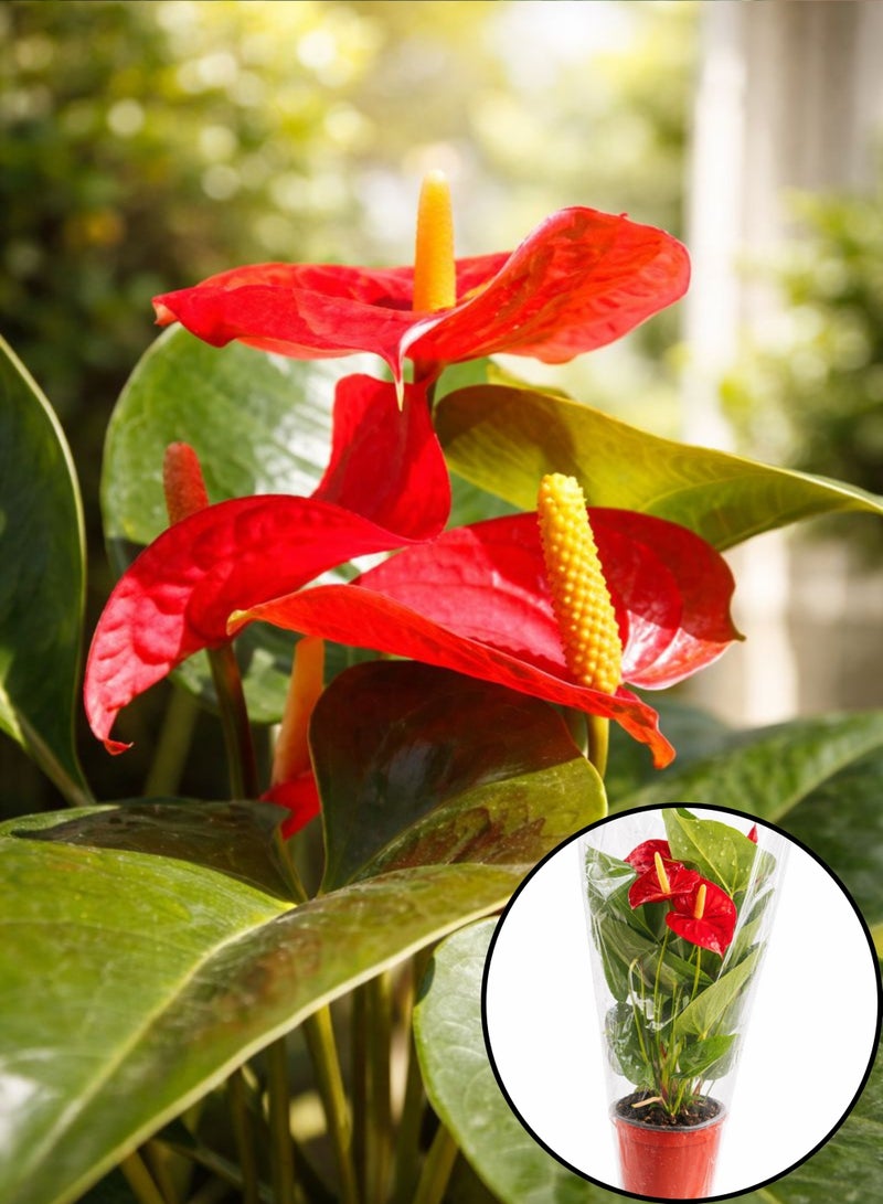 نبات الأنثوريوم المزهر الداخلي (ارتفاع 30-40 سم) | نبات زهرة الفلامنجو الطبيعي | أنثوريوم أندريانوم | نبات فاخر لتزيين المنزل والمكتب - Image 4