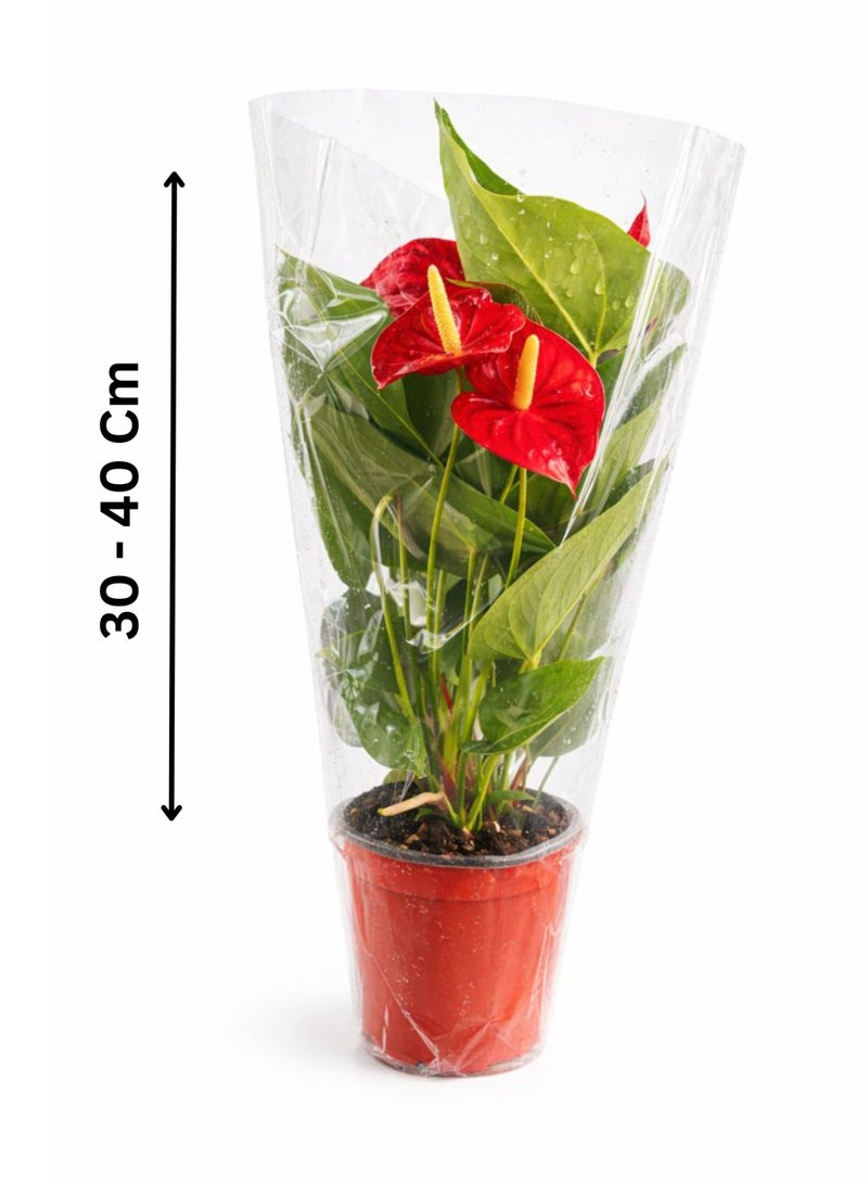 بلانت نبات الأنثوريوم المزهر الداخلي (ارتفاع 30-40 سم) | نبات زهرة الفلامنجو الطبيعي | أنثوريوم أندريانوم | نبات فاخر لتزيين المنزل والمكتب - Image 2