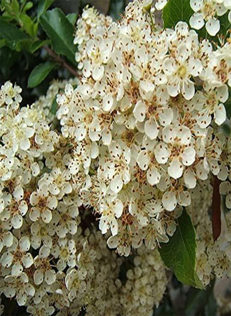 جي جوت بذور شجرة Pyracantha coccinea cs (Scarlet Firethorn) من MySeeds.Co، اختر الكمية (نصف غرام (5625 بذرة))  - Image 2