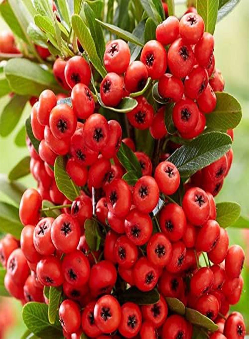 جي جوت بذور شجرة Pyracantha coccinea cs (Scarlet Firethorn) من MySeeds.Co، اختر الكمية (نصف غرام (5625 بذرة))  - Image 1