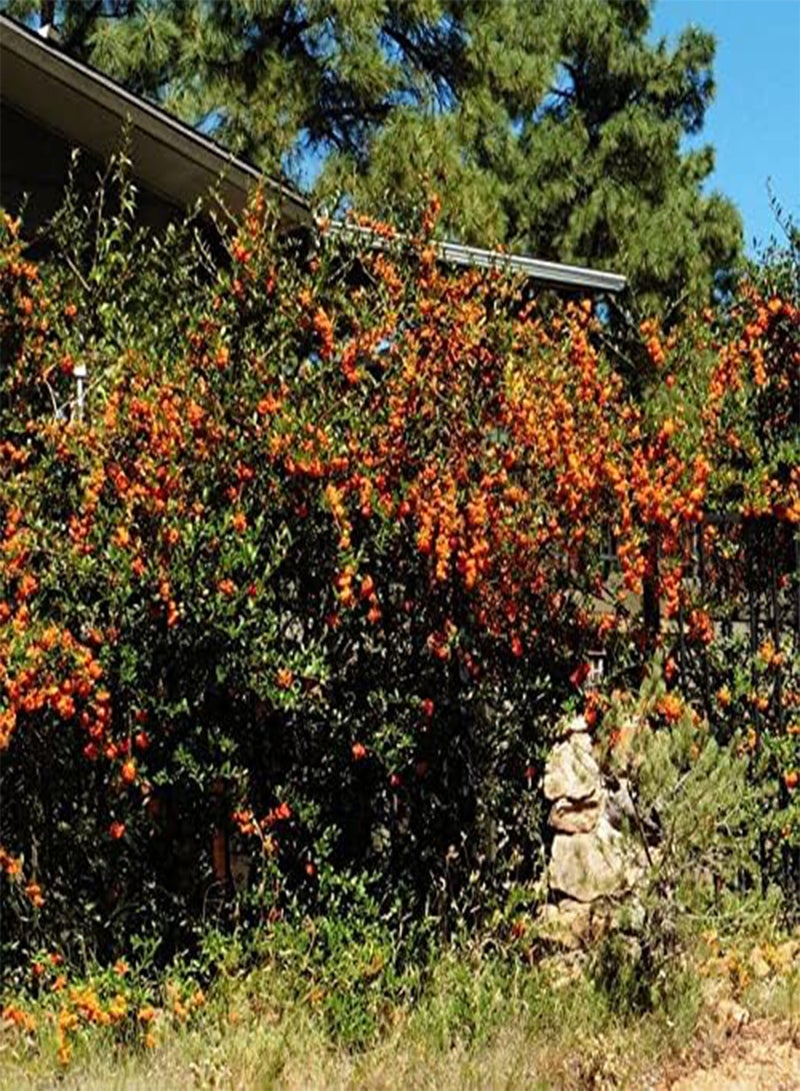 جي جوت بذور شجرة Pyracantha coccinea cs (Scarlet Firethorn) من MySeeds.Co، اختر الكمية (نصف غرام (5625 بذرة))  - Image 3