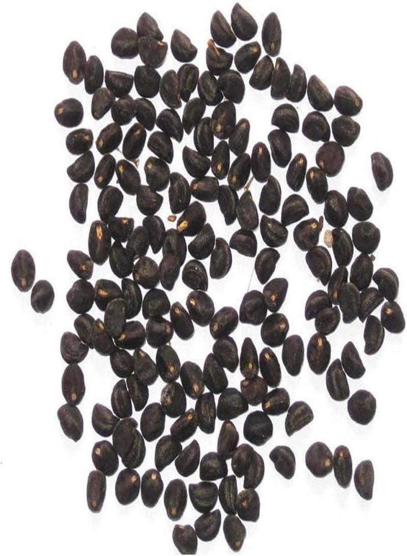 جي جوت بذور نباتات مزهرة خضراء للحديقة - كيس واحد من بذور نباتات عصارية سهلة الزراعة، غير معدلة وراثيًا، بذور صغيرة من نوع مونيلاريا أوبكونيكا العصارية للمنزل - بنفسجي فاتح - Image 5