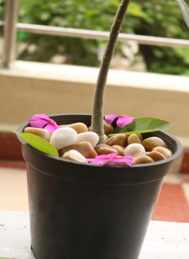 Wowtag 1.95 kg White and Brown Polished Pebbles, 2-4 CM, Vase fillers, Decorative Stone for Plants, Aquarium, Garden - Image 4