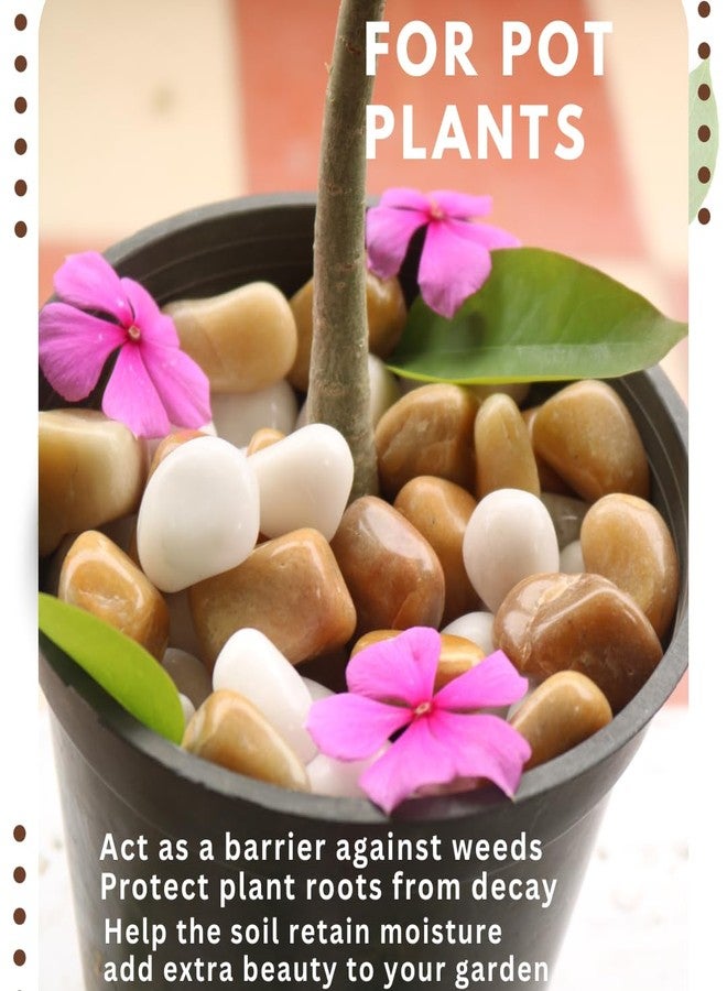 Wowtag 1.95 kg White and Brown Polished Pebbles, 2-4 CM, Vase fillers, Decorative Stone for Plants, Aquarium, Garden - Image 2