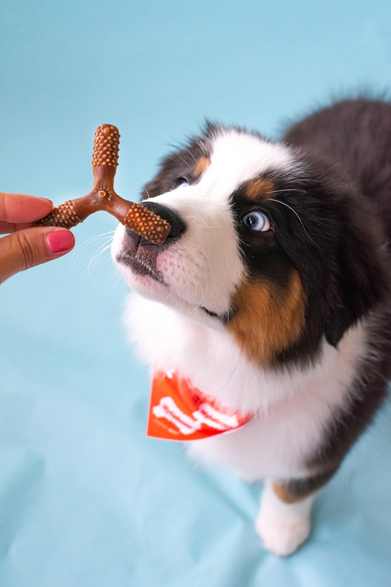 Nylabone Nutri Dent Dog Dental Chews - Natural Dog Teeth Cleaning & Breath Freshener - Dental Treats for Dogs - Filet Mignon Flavor, Small (1 Count) - Image 2