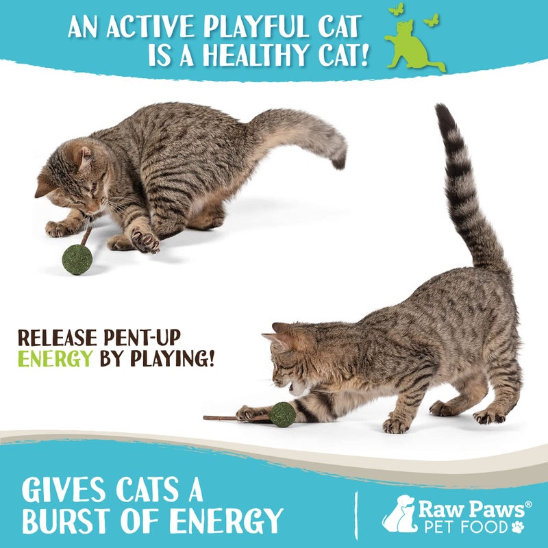 Raw Paws Catnip & Silvervine Lollipops Interactive Cat Toy (6 Pack) - Silvervine Sticks for Cats - Catnip Ball Toy - Fresh Cat Nip - Silver Vine Dental Sticks - Image 5