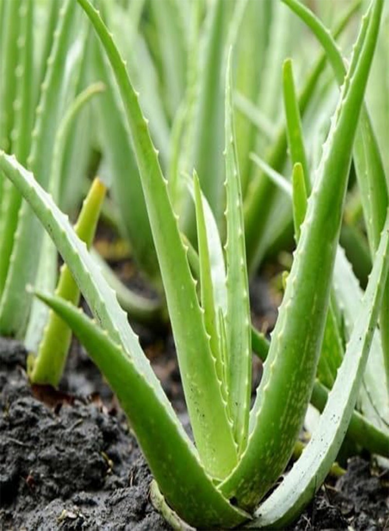 GGOOT 60Pcs Aloe Vera Plant Seeds - Image 1