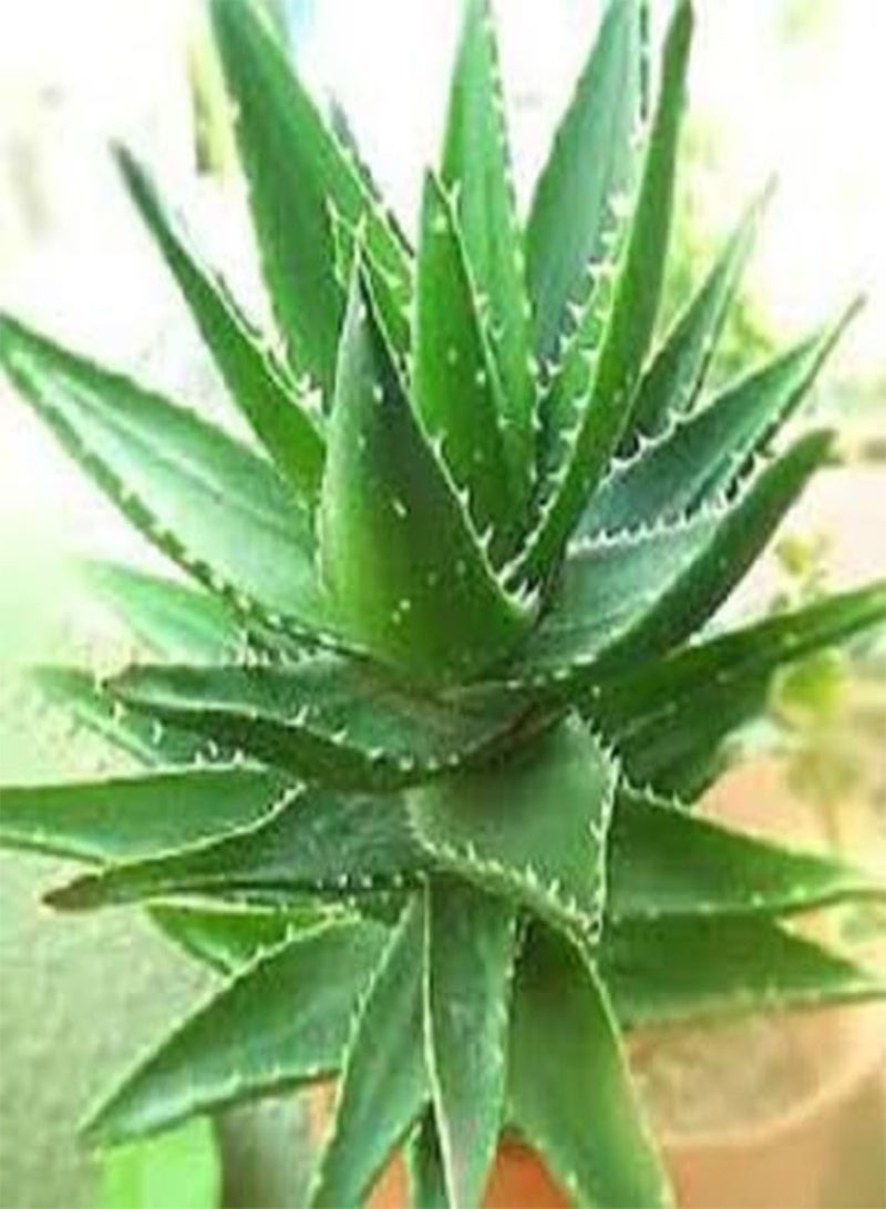 GGOOT 60Pcs Aloe Vera Plant Seeds - Image 2