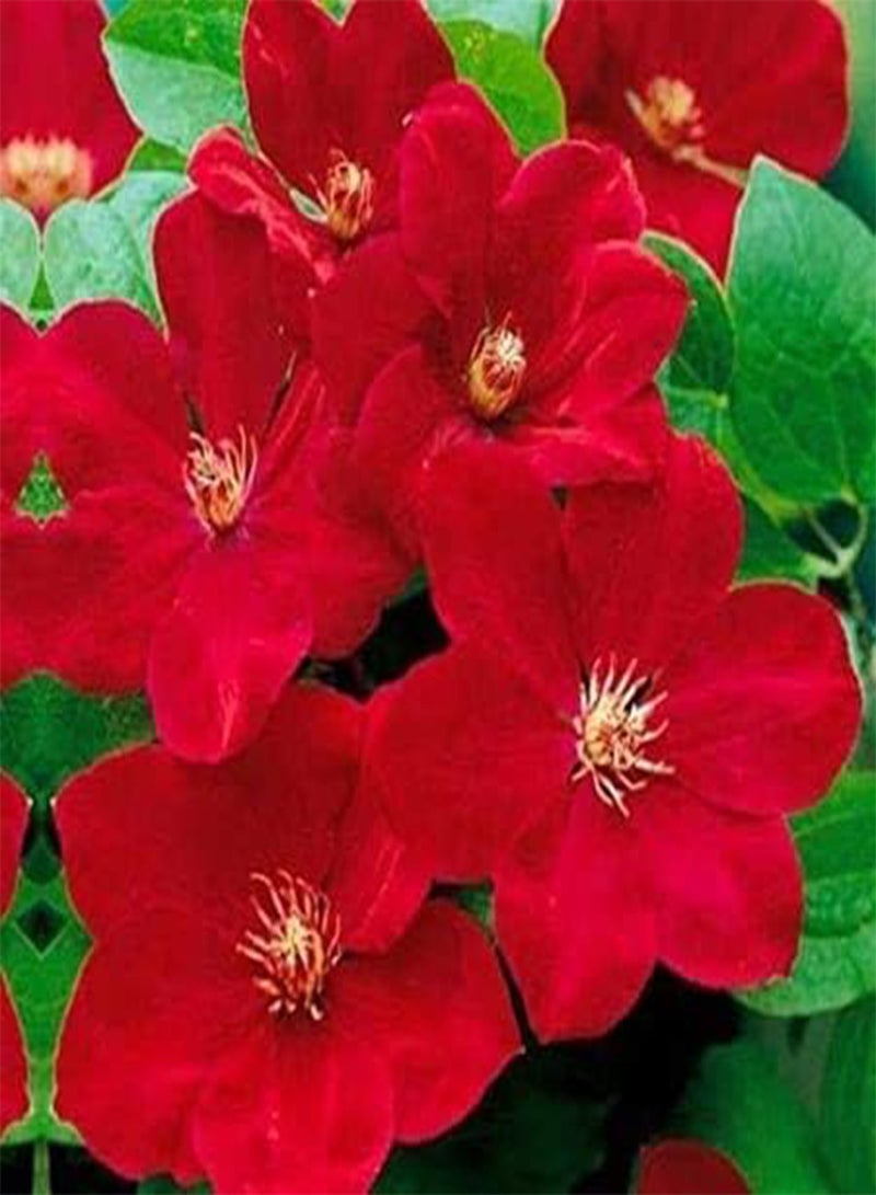 GGOOT 25 Red Clematis Flower Seeds - Image 1