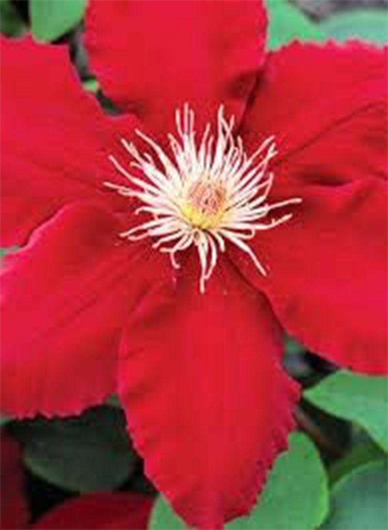 GGOOT 25 Red Clematis Flower Seeds - Image 2