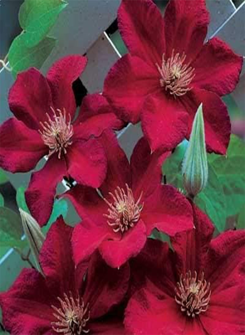 GGOOT 25 Red Clematis Flower Seeds - Image 3
