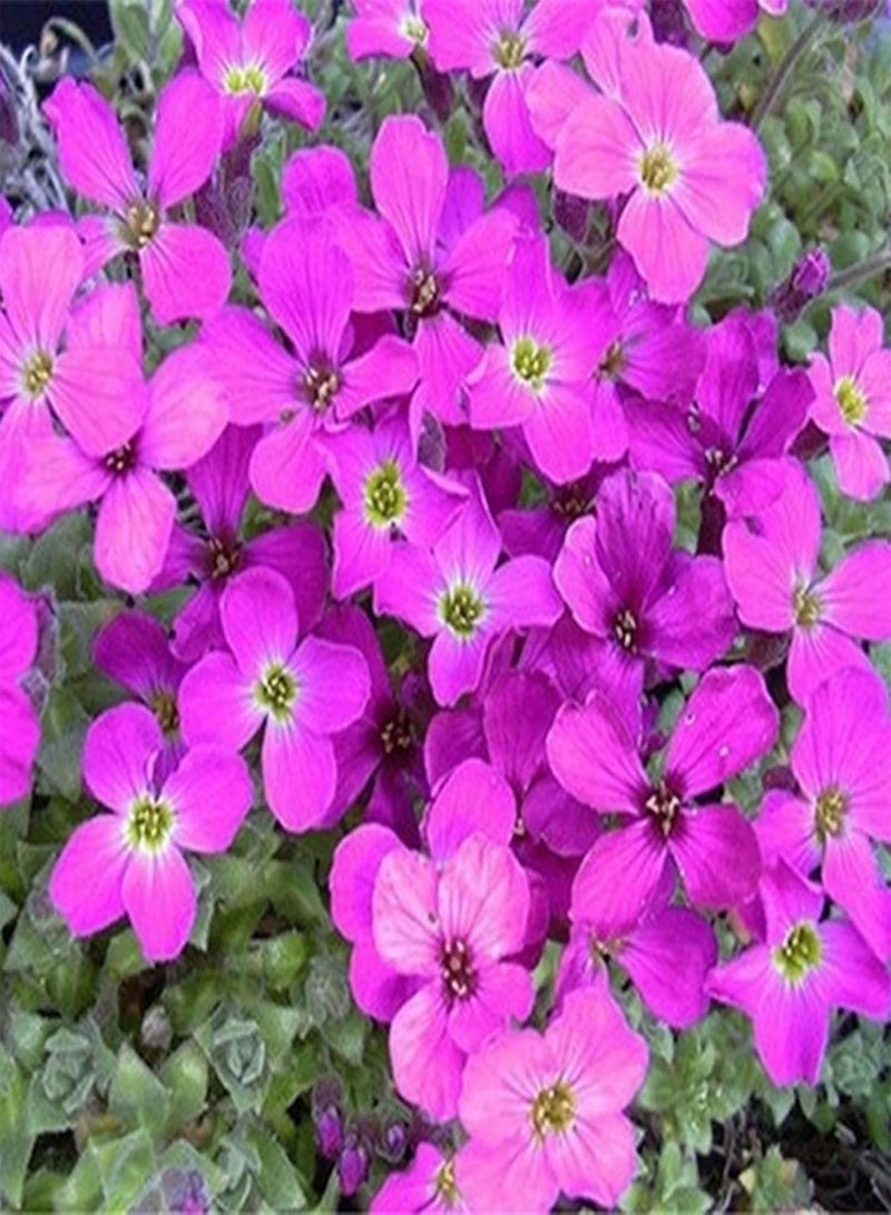 GGOOT 200Pcs Verbena Bonariensis Seeds Multicolor Verbena Sparkles Seeds Perennial Wild Flower Seeds for Yard Park Garden Seedlings &Planting Rose Red - Image 1