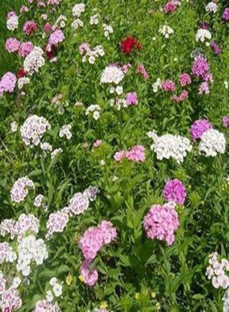 GGOOT 200Pcs Verbena Bonariensis Seeds Multicolor Verbena Sparkles Seeds Perennial Wild Flower Seeds for Yard Park Garden Seedlings &Planting Rose Red - Image 5
