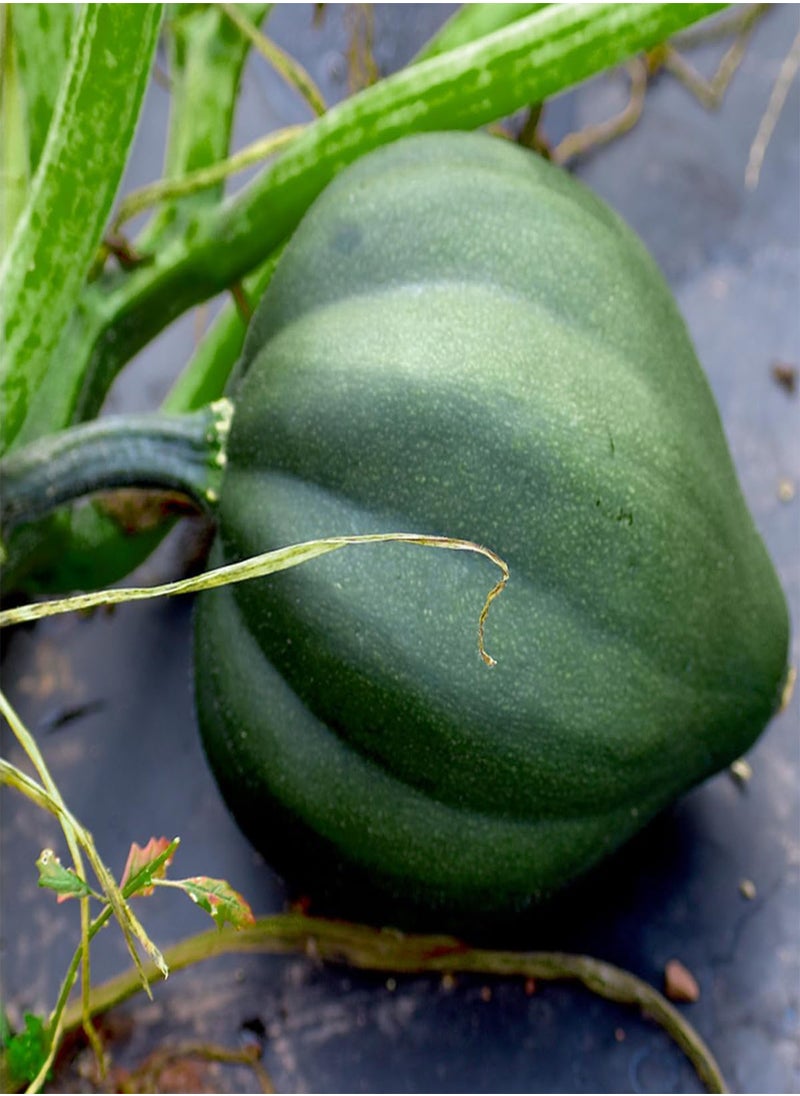 GGOOT Table King Acorn Squash 30 Seeds - Cucurbita Acorn, Organic Fresh Seeds Non-GMO, Indoor/Outdoor Seed for Planting Home Garden  - Image 2