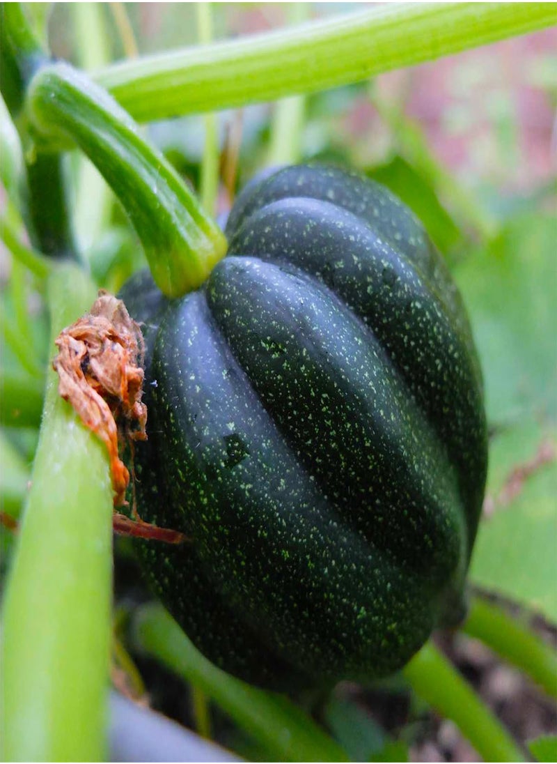 GGOOT Table King Acorn Squash 30 Seeds - Cucurbita Acorn, Organic Fresh Seeds Non-GMO, Indoor/Outdoor Seed for Planting Home Garden  - Image 1