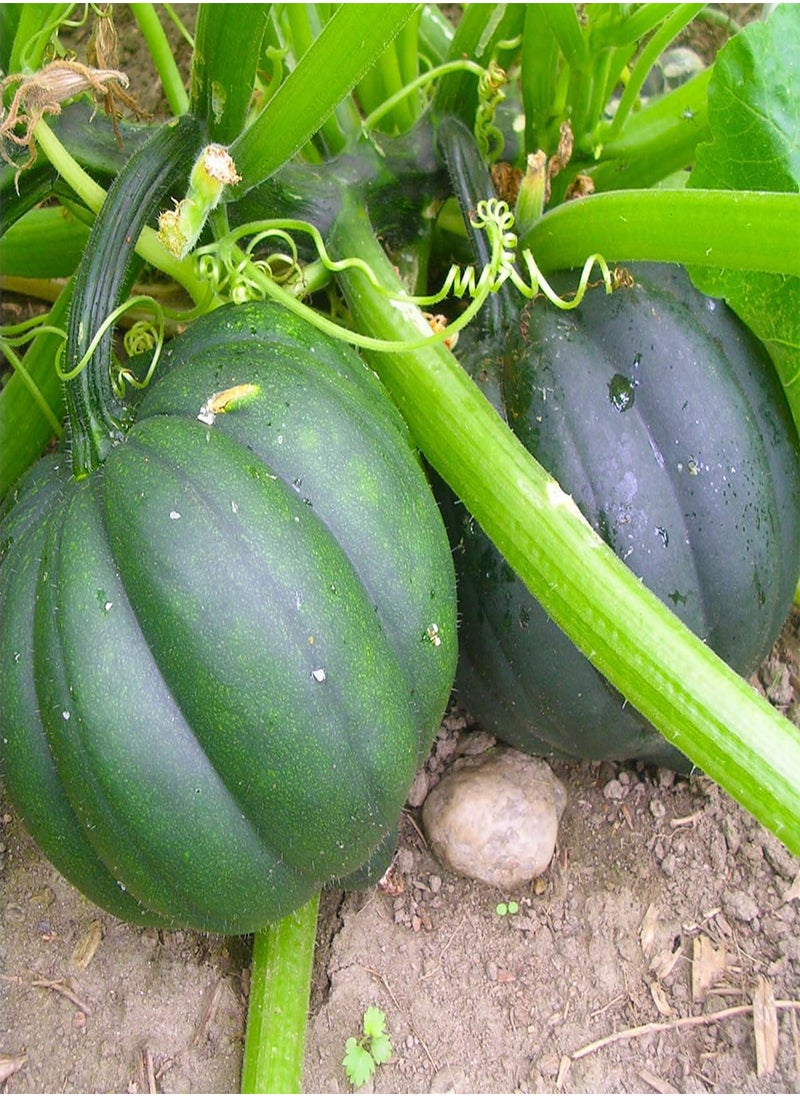 GGOOT Table King Acorn Squash 30 Seeds - Cucurbita Acorn, Organic Fresh Seeds Non-GMO, Indoor/Outdoor Seed for Planting Home Garden  - Image 3