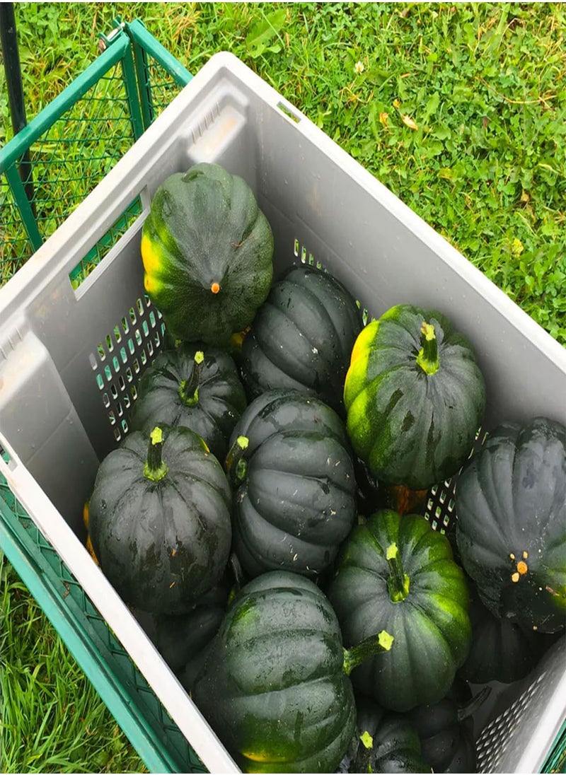 GGOOT Table King Acorn Squash 30 Seeds - Cucurbita Acorn, Organic Fresh Seeds Non-GMO, Indoor/Outdoor Seed for Planting Home Garden  - Image 5
