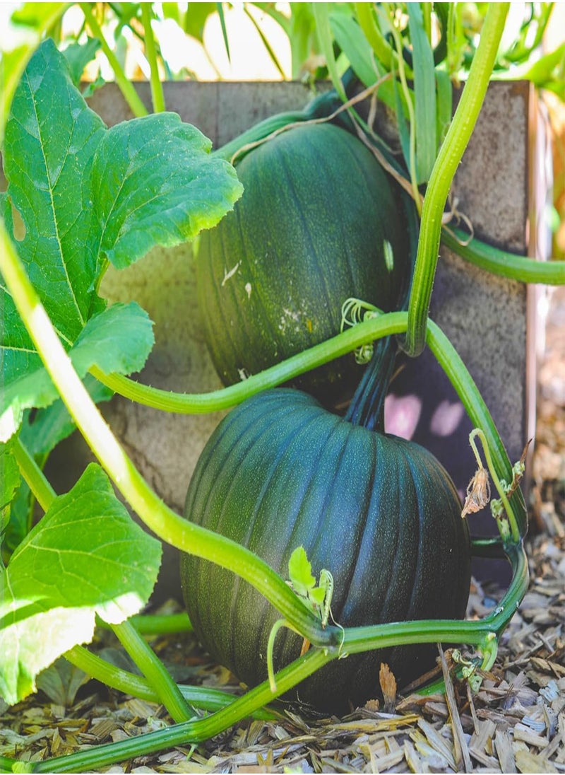 GGOOT Table King Acorn Squash 30 Seeds - Cucurbita Acorn, Organic Fresh Seeds Non-GMO, Indoor/Outdoor Seed for Planting Home Garden  - Image 4