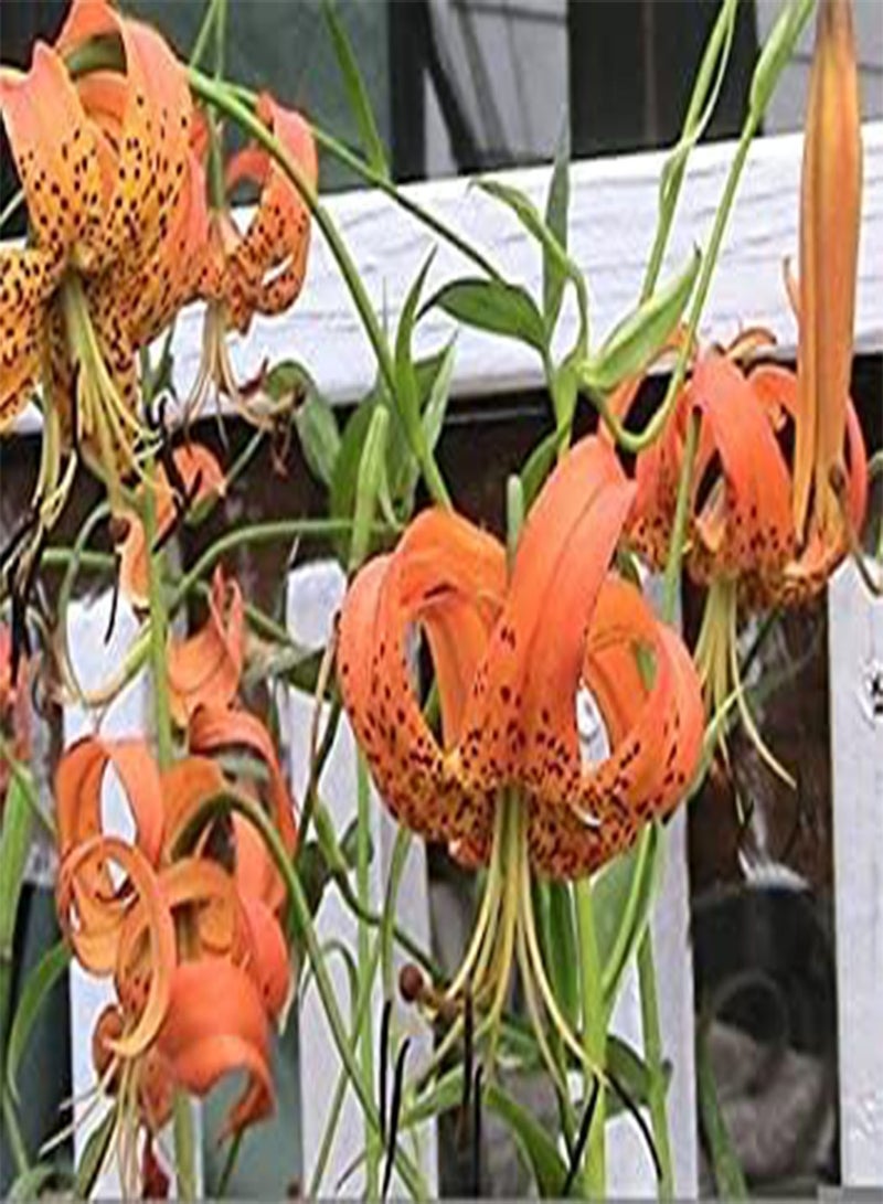 GGOOT Seeds 20 Seeds Cap Lily Turk: Only Seeds - Image 1
