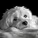mrpwnle Dog Diamond Art Kits for Adults White Cute Dog Diamond Painting Kits for Adults 5D Diamonds Painting Kit DIY Full Round Drill Gem Art Crafts Kit Home Wall Decor Gifts 118x118inch - Image 2