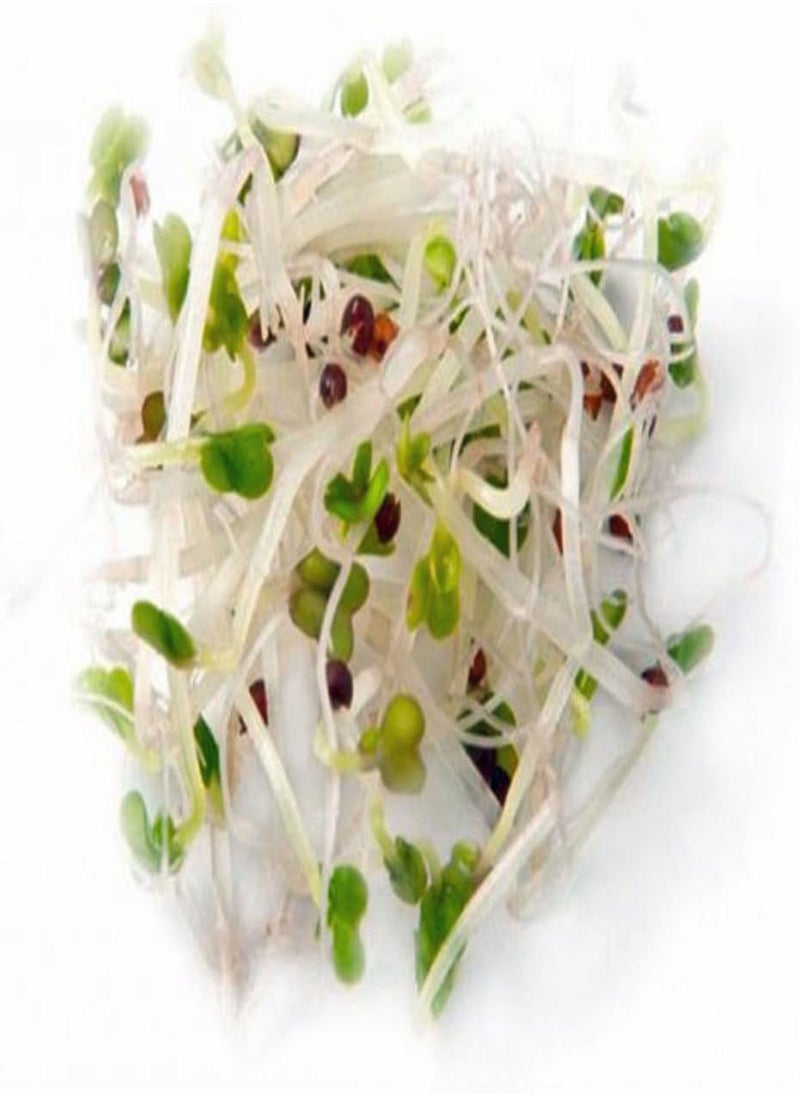 GGOOT Organic Non-GMO Broccoli  for Sprouting Sprouts Microgreens (8g of Pure Seed (40+)). Country Creek LLC. Brand.  - Image 4