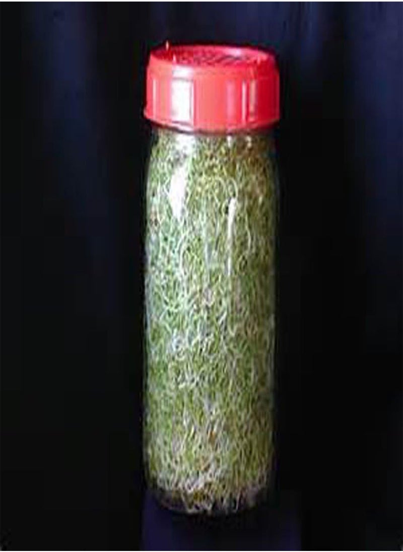 GGOOT Organic Non-GMO Broccoli  for Sprouting Sprouts Microgreens (8g of Pure Seed (40+)). Country Creek LLC. Brand.  - Image 2