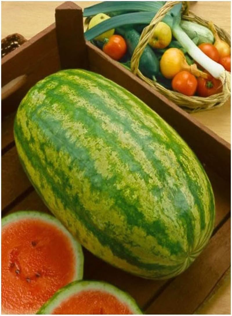 جي جوت بطيخ - شريط كلوندايك الأزرق المخطط - 60 - Image 1