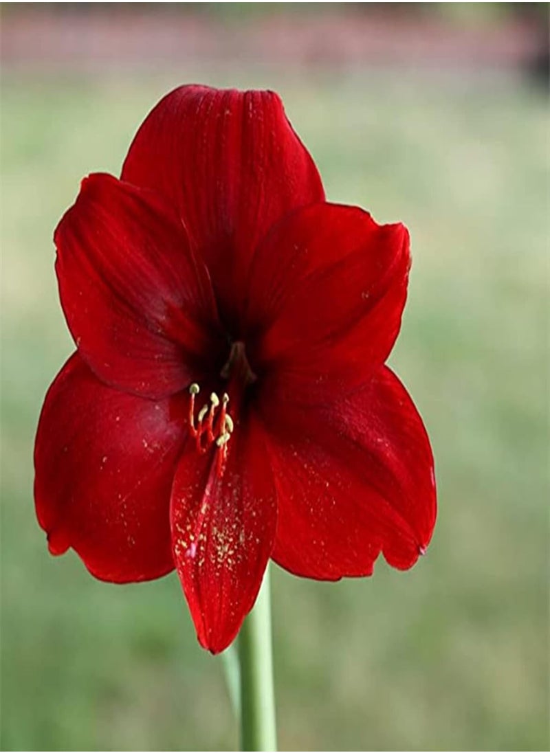 GGOOT Amaryllis 0 Seeds for Sale,Amaryllis 0 Seeds for Planting,Amaryllis 0 Seeds Bulk,Wedding Flowers,Cut Flowers,Greening Flower,Good for Containers-20 Seeds-I 