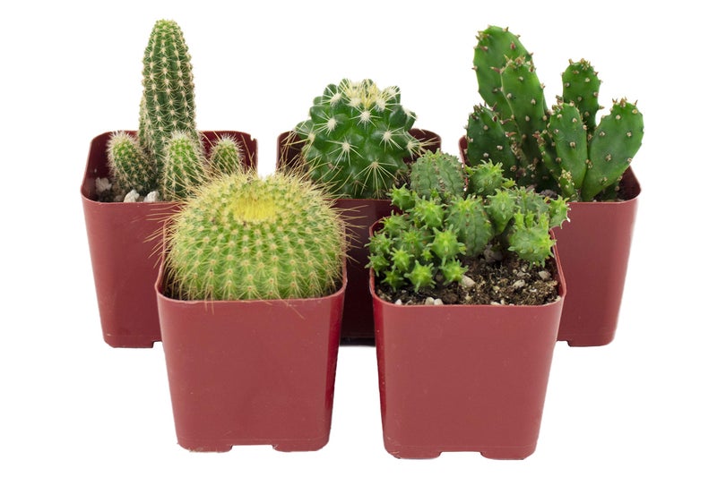 Shop Succulents متجر النباتات العصارية | مجموعة لا يمكن لمسها | مجموعة من نباتات الصبار الحية المزروعة بالكامل، 5 قطع - Image 1