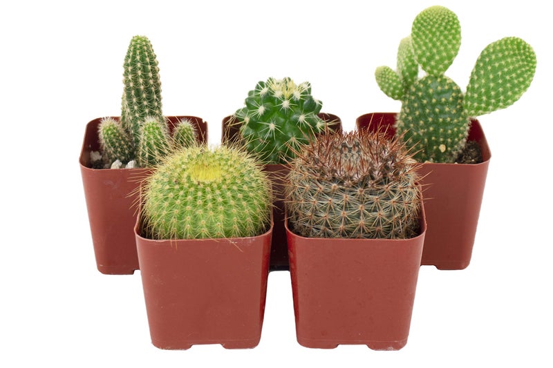 Shop Succulents متجر النباتات العصارية | مجموعة لا يمكن لمسها | مجموعة من نباتات الصبار الحية المزروعة بالكامل، 5 قطع - Image 2