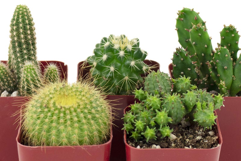 Shop Succulents متجر النباتات العصارية | مجموعة لا يمكن لمسها | مجموعة من نباتات الصبار الحية المزروعة بالكامل، 5 قطع - Image 3