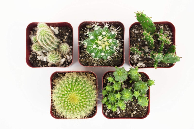 Shop Succulents متجر النباتات العصارية | مجموعة لا يمكن لمسها | مجموعة من نباتات الصبار الحية المزروعة بالكامل، 5 قطع - Image 5